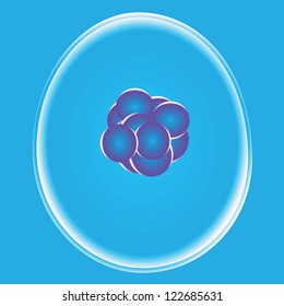 Stem cells with a nucleus inside. Vector illustration.