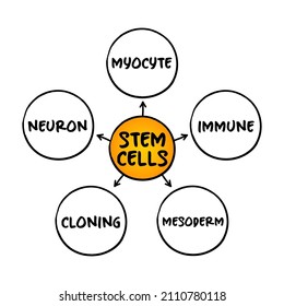 Stem cells - special human cells that are able to develop into many different cell types, medical mind map concept for presentations and reports