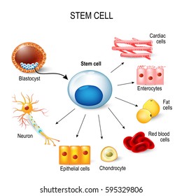 embryonic stem cells diagram