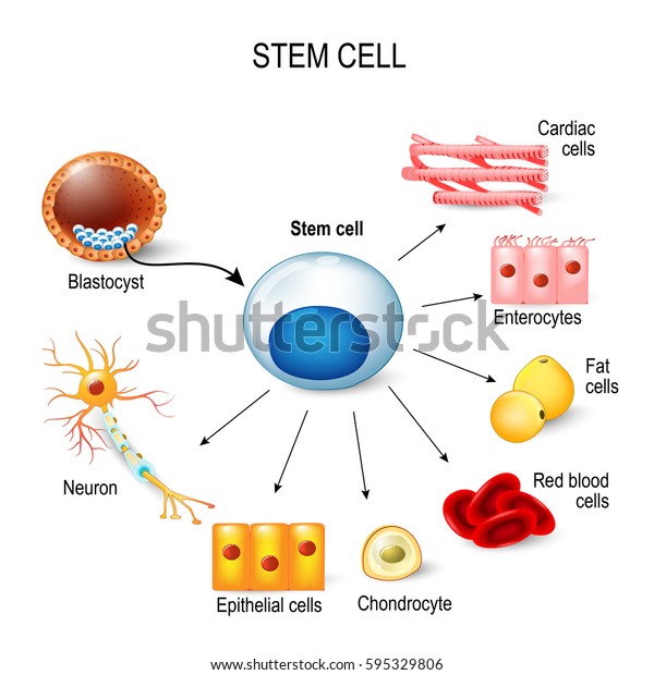 stem cells. These inner cell mass from a\
blastocyst. These stem cells can become any tissue in the body. for\
example: neuron, chondrocyte, enterocytes, red blood cells, muscle,\
fat or epithelial cells