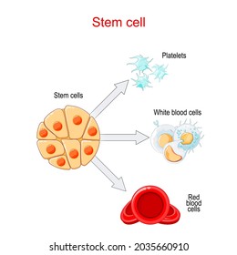 Stem cells transplantation and differentiation. Red blood cells, White blood cells and Platelets.