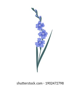 Stem mit zarten blühenden Gladiolusblumen einzeln auf weißem Hintergrund. Botanisches Blumenelement. Farbige flache Vektorgrafik