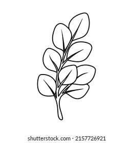 stem with eucalyptus leaves in doodle style, contour illustration of a tree branch with foliage, botanical lineart