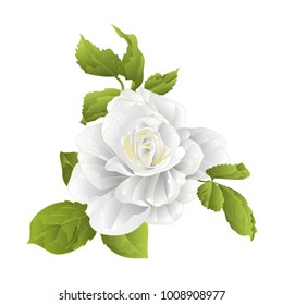 Stem flower white rose and leaves vintage on a white background  vector illustration editable hand draw 