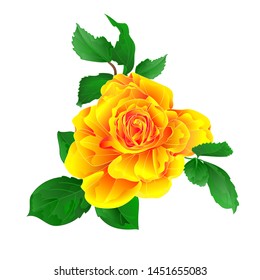 Stem flower yellow rose and leaves watercolor vintage on a white background  vintage vector illustration editable hand draw 
