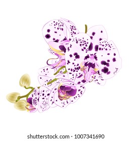 Stem with flowers and  buds beautiful Orchid dots purple and white Phalaenopsis closeup on a white background, vintage vector editable illustration hand drawn

