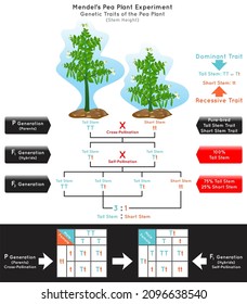 Stem Height Genetic Trait Pea Plant Mendel Experiment Infographic Diagram Cross Pollination Pure Bred Parent Generation Hybrid Dominant Tall Recessive Short Biology Science Education Vector