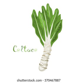 Stem Lettuce Celtuce. Illustration of fresh vegetable. Cartoon hybrid farm plant. Clip art with title. Isolated on white. Vector is EPS8.