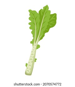 Stem Lettuce, wo sun, celtuce. Fresh leafy green vegetable. Asian ingredient. Healthy natural vegetarian food. Hand drawn flat vector illustration.