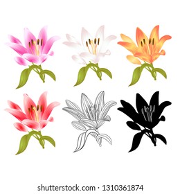 Stem Lily flower red yellow white pink outline and silhouette Lilium candidum, on a white background  vintage vector illustration editable Hand draw