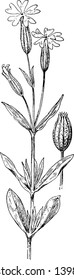 The stem of a Nightflowering Catchfly can grow from 20cm to 1m high. It is annual or biennial herb, vintage line drawing or engraving illustration.