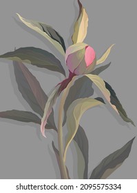 Apilar con peony bud en un fondo gris.Ilustración vectorial.