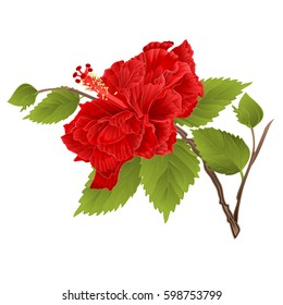 Stem red hibiscus tropical flower on a white background vintage vector illustration