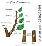 Stem structure. Shows the outside of the Stem. for scientific illustrations, educational materials, botanical articles, or projects that require visualization of stem  in various contexts.