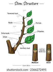 Stem structure. Shows the outside of the Stem. for scientific illustrations, educational materials, botanical articles, or projects that require visualization of stem  in various contexts.