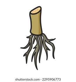 Stem of sugar cane vector icon.Color vector icon isolated on white background stem of sugar cane .