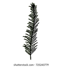 stem with thin leaves on color crayon silhouette vector illustration