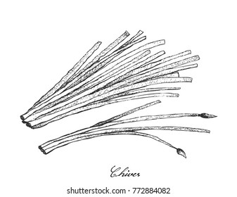 Stem Vegetable, Illustration of Hand Drawn Sketch Flowering Chives or Allium Schoenoprasum Isolated on White Background