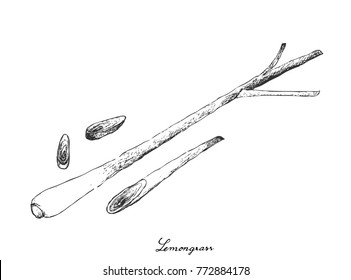 Stem Vegetable, Illustration of Hand Drawn Sketch Fresh Lemon Grass with Slice Lemon Grass for Seasoning in Cooking.