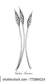 Stem Vegetable, Illustration of Hand Drawn Sketch Delicious Prussian Asparagus, Bath Asparagus, Pyrenees Star of Bethlehem or Ornithogalum Pyrenaicum Isolated on White Background.