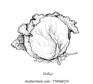 Stem Vegetable, Illustration of Hand Drawn Sketch Fresh Green Cabbage Isolated on White Background.