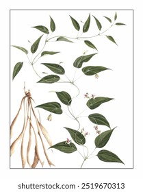 Stemona japonica, hand-painted floral and botanical painting, hand-painted herbal painting, natural herbs.