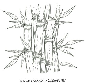 Estrellas y hojas de bambú, vector dibujado a mano