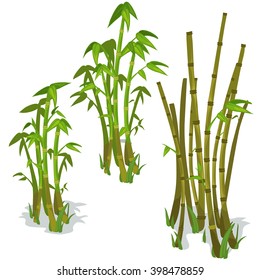 The stems and leaves of bamboo on a white background. Vector illustration.