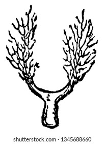 Los tallos son gruesos y cortos, las ramas crecen a ambos lados de los tallos, las hojas son delgadas y cortas, el dibujo vintage de líneas o la ilustración de grabado.