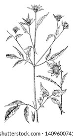 The stems are thin, branches are arranged in opposite side near the top. The leaves are Lanceolate and wide. There are many flowers head on top, vintage line drawing or engraving illustration.