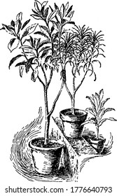 Stems of two plants of two pots are joined with the help of some plastic sheet and grafted with each other, vintage line drawing or engraving illustration.