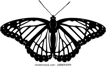 Stencil art of Butterfly with black and white color