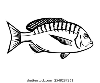 Stencil illustration of a Japanese black porgy, Acanthopagrus schlegeli or Kurodai a marine ray-finned fish in the family Sparidae viewed from side done in black and white retro style.