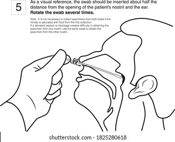 Step 5 : As a visual reference, the swab should be inserted about half the distance from the opening of the patient’s nostril and the ear. Rotate the swab several times. line drawing