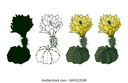 
step by step drawing of a cactus. silhouette, pattern, color, light and shadow