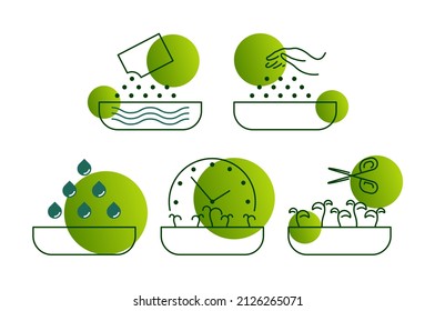 step by step vector icons how to grow microgreens. suitable for instructions. Germination of microgreens. Healthy food