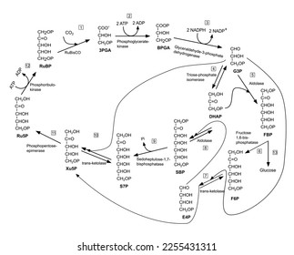 Step of Calvin cycle in photosynthesis, dark phase. Vector illustration.