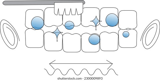 step to clean teeth in a good way simple and easy to apply vector