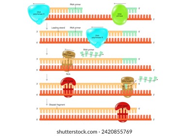 Schritt der DNA-Replikation Vektor. Synthese des verzögernden Strangs während der DNA-Replikation. Okazaki-Fragment.