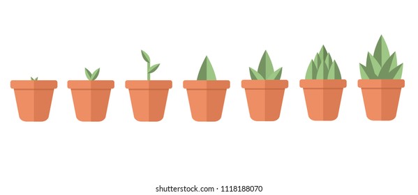Step Little trees in pot