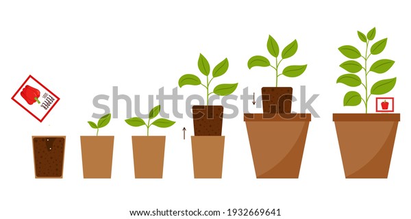 Step-by-step illustration from planting seeds to an\
adult plant in a flower pot. The scheme of changing plant from\
sprout to full growth. Growing pepper at home. Flat cartoon style,\
isolated on white