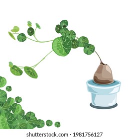 Stephania erecta Craib for Ornamental trees isolated drawing vector