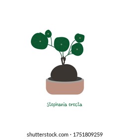 Stephania erecta plants in pot, vector illustration 