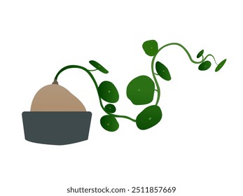 Stephania Erecta Vector 
This high-quality, scalable vector file is perfect for a variety of applications, including print and digital media, and can be easily adapted to suit different design needs. 