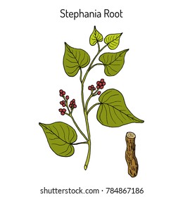 Stephania tetrandra, medicinal plant. Hand drawn botanical vector illustration