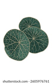 Stephanie erecta round leaves texture issolated on white background 