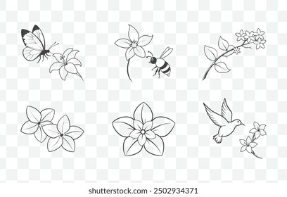 Stephanotis Line Art Vector Set Elegant Floral Illustrations for Graphic Design and Craft Projects