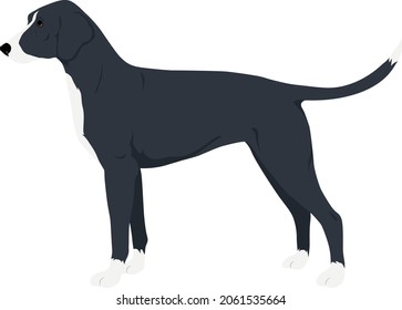 Stephens Stock Mountain Cur Colored Vector Stock Vector (Royalty Free ...