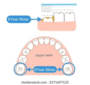 The step-like unevenness of 6-year molars, which are difficult to clean with a toothbrush, and tips for brushing them.