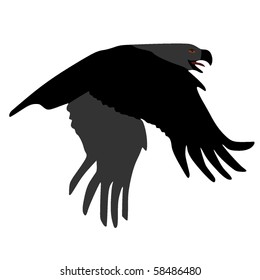 Steppe Eagle